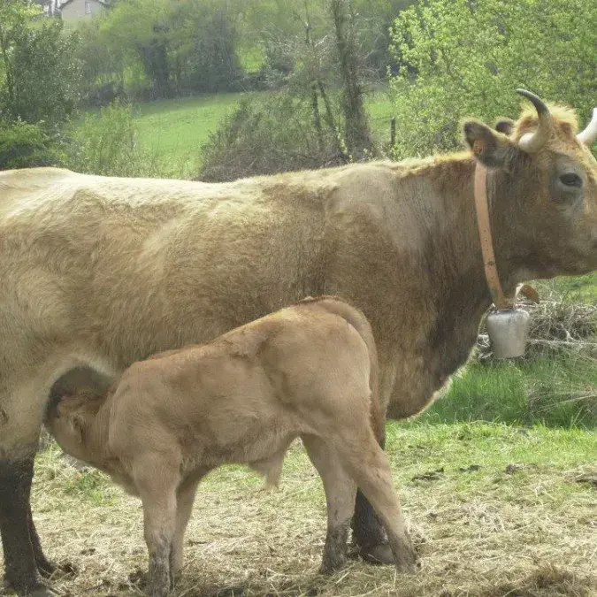 La Ferme de Besses