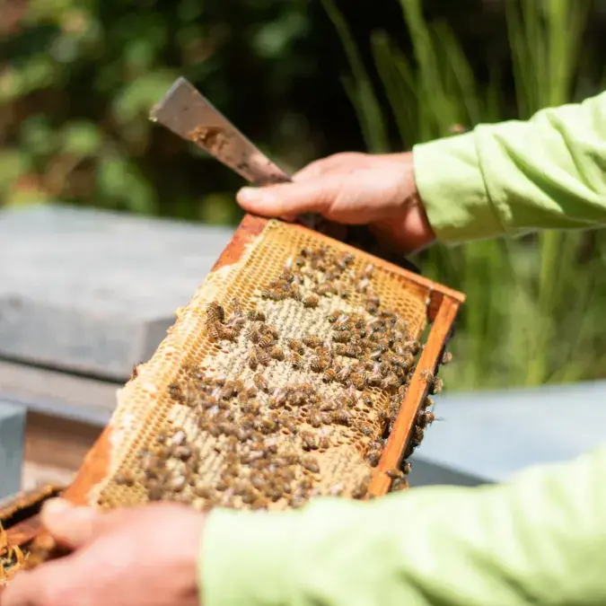 Abeilles et Ruches_Nages