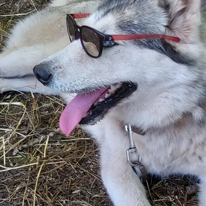Randonnée cani-marche_Nages