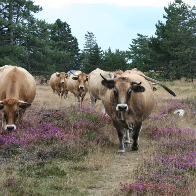Ferme du Basset_Castanet-le-Haut
