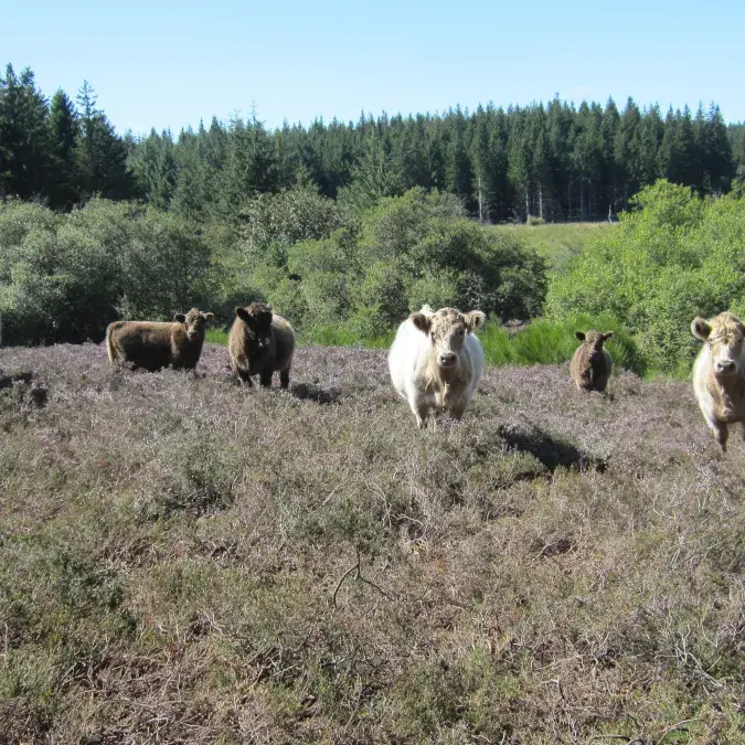 La ferme des Signoles_Fraisse-sur-Agout
