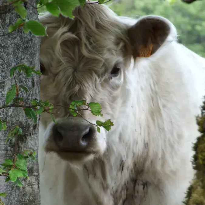La ferme des Signoles_Fraisse-sur-Agout