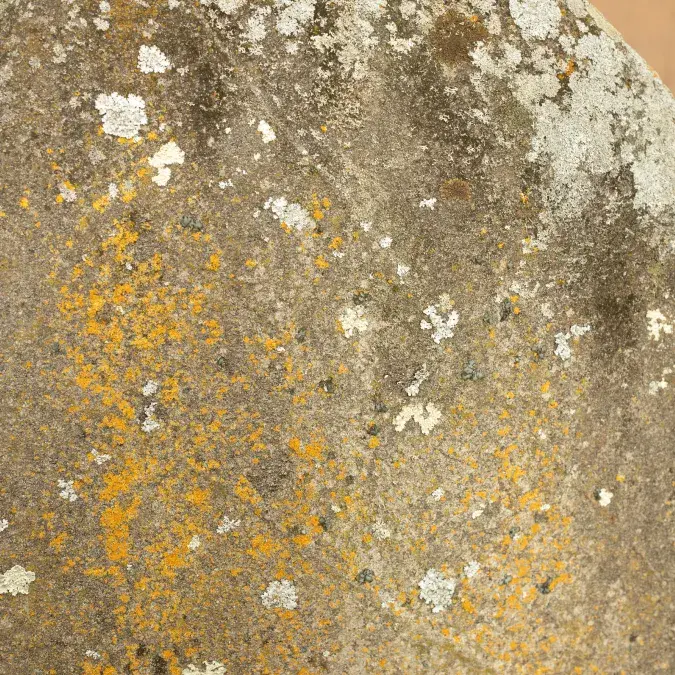 Détail des gravures recouvertes de lichens