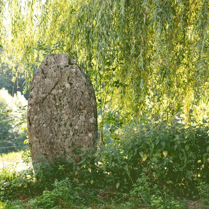 Statue-menhir sous un saule, en été
