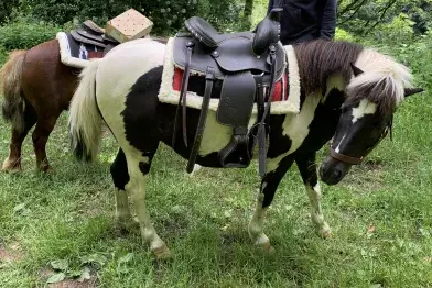 La vie de ranch pour les ados_Le Soulié