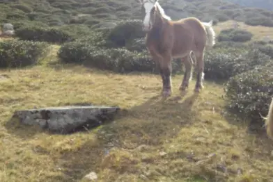 La ferme du Peyregas_Murat-sur-Vèbre