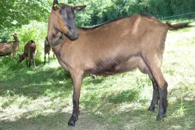 Visite commentée du GAEC de Calmels - La Jasse_Berlats