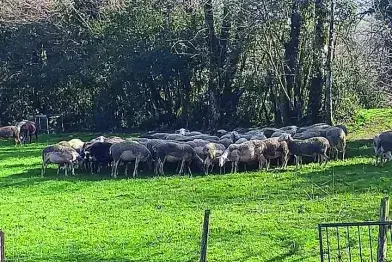 Visite commentée du GAEC du Champ de la Fontaine_Murat-sur-Vèbre