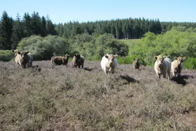 La ferme des Signoles_Fraisse-sur-Agout