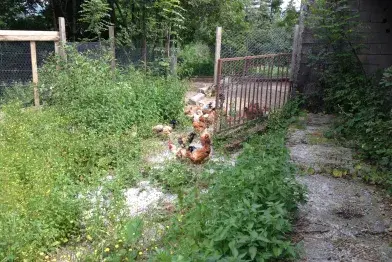 Le Cledela_Fraisse-sur-Agout