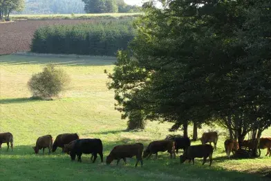 EARL de Sept Faux_Le Soulié