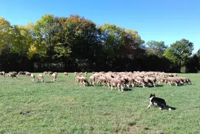 EARL du Rouquis_Moulin-Mage