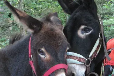 Balade à dos d'âne