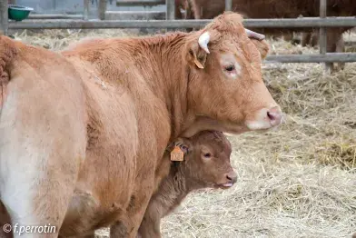 La ferme des Goutines_Senaux