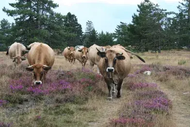 Ferme du Basset_Castanet-le-Haut