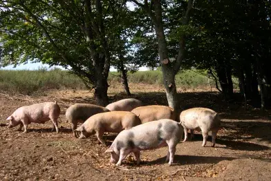Ferme de Malescalier_La Salvetat-sur-Agout