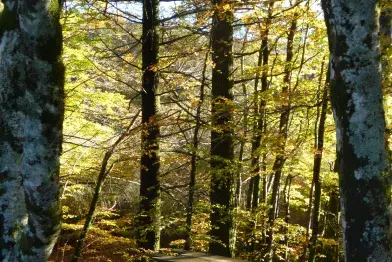 Aire de pique-nique de Farrals (Lac de Vesoles)_Fraisse-sur-Agout