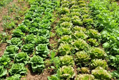 La ferme de Riveyrals