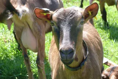 GAEC de la Jasse_Berlats