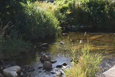 Les berges sauvages_Fraisse-sur-Agout