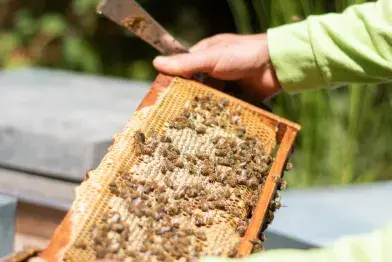 Abeilles et Ruches_Nages