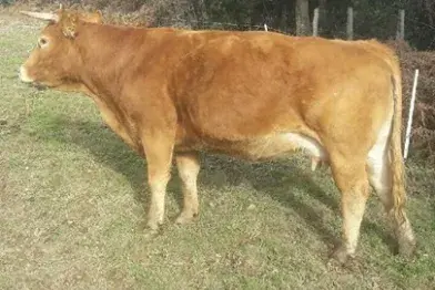 GAEC de Saussonnières_Berlats