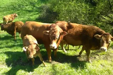 GAEC d'Ornac_Gijounet