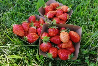 L'îlet aux légumes_Murat-sur-Vèbre