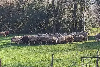GAEC du Champs de la Fontaine