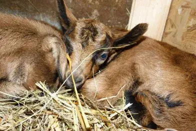 Visite commentée de la ferme de la Jasse Calmels_Berlats