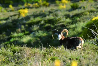Mouflon