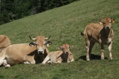 La Ferme de Besses